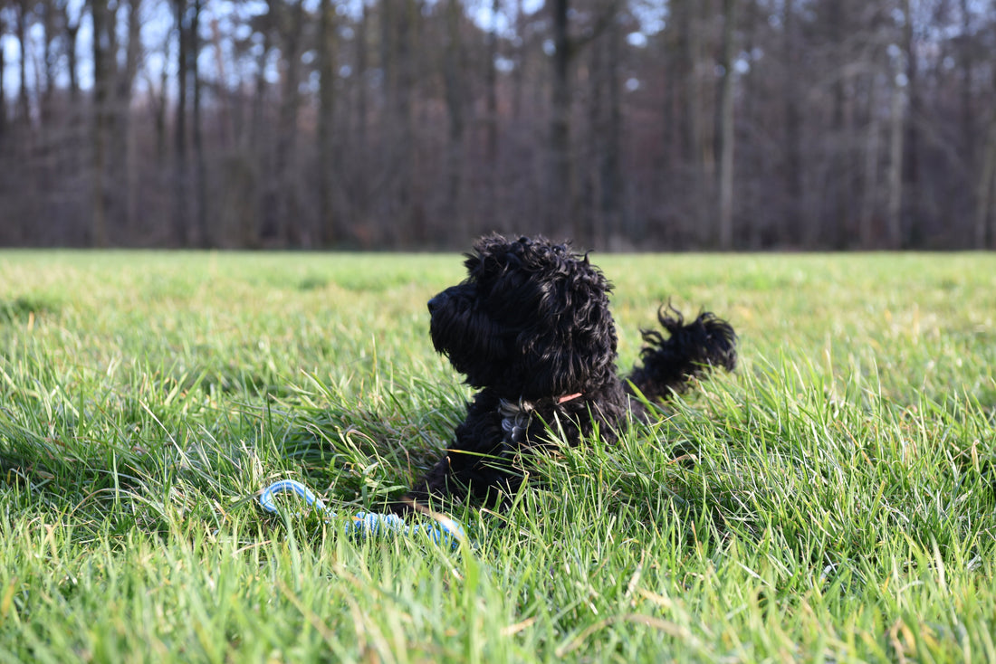 10% der Gewinne für glückliche Hunde spenden 🐾