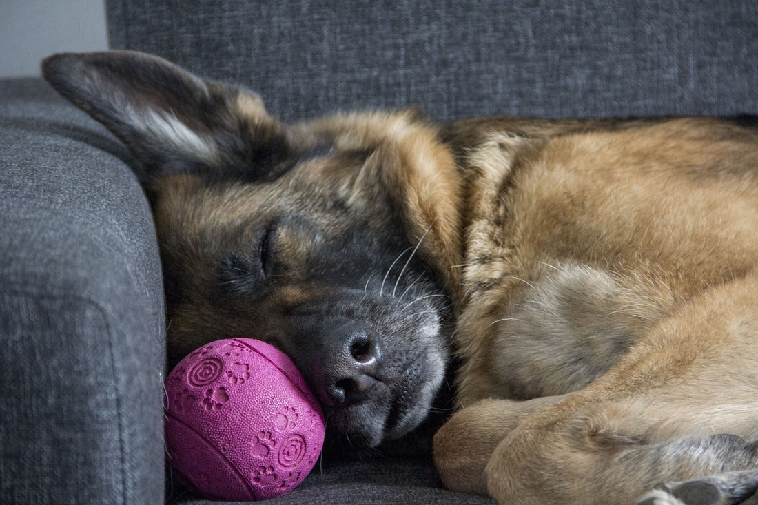 Entspannter Hund auch wenn er alleine ist